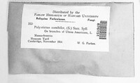Image of Polystictus conchifer